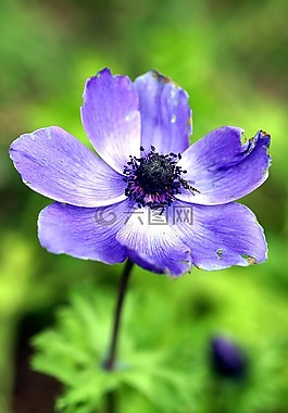 花,紫色,花園