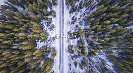 森林,路,以上