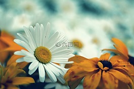 黛西,花卉,性質(zhì)