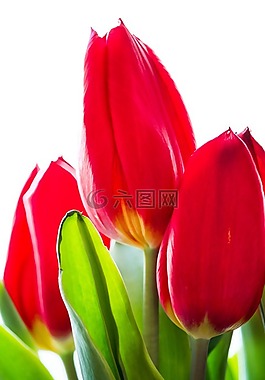 郁金香,花,春天