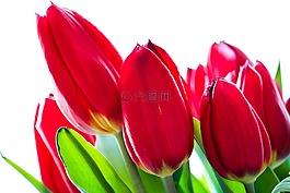 郁金香,花,春天