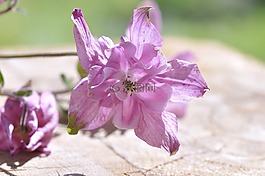 鴿的,花,廠