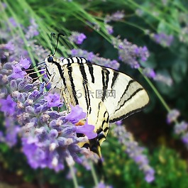 蝴蝶,自然,花園