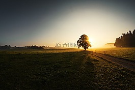 日出,霧,樹