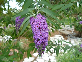 紫色,花園,春