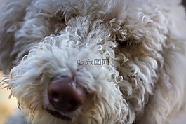 狗,拉布拉多,实验室