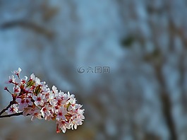 開花,櫻桃樹,櫻桃