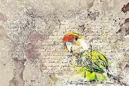 鸚鵡,鳥,動物