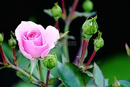 玫瑰,粉紅色,芽