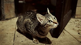貓,國內(nèi)動物,貓科動物