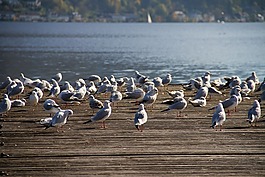 鳥,海鷗,網(wǎng)站
