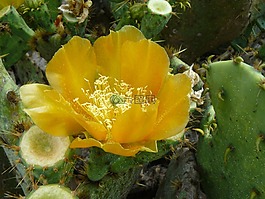 仙人掌,花,黃色