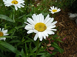 雛菊,甲蟲，昆蟲,花園