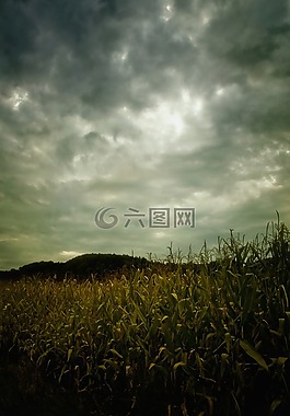 字段,玉米棒,景观