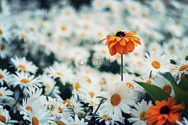 黛西,花卉,性質(zhì)