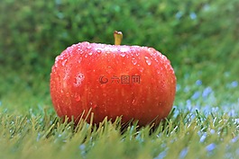 水果,蘋果,性質(zhì)
