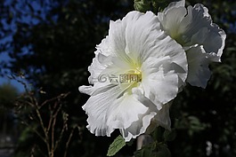 白,花卉,玫瑰