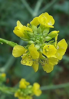 花,特寫(xiě),黃色