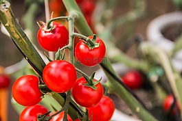 番茄,蔬菜,西红柿