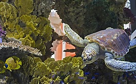 龜,龜池,水族館