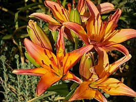 亞洲百合,百合,花園