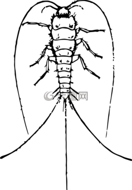 動(dòng)物,甲蟲，昆蟲,昆蟲