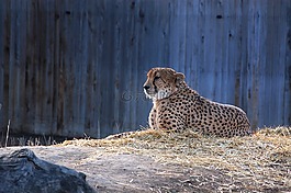 動(dòng)物園,豹,貓