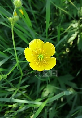 花的領域,花卉,黃色