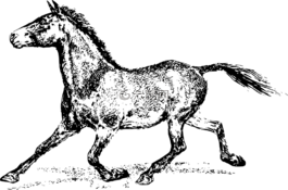 動(dòng)物,馬,哺乳動(dòng)物