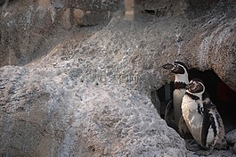 動(dòng)物園,企鵝,鳥