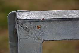 瓢蟲,甲蟲,昆蟲