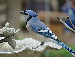藍(lán)鳥,鳥,野生動(dòng)物