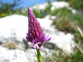 蘭花,anacamptis,pyramidalis