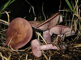 蘑菇,腳,藍(lán)色