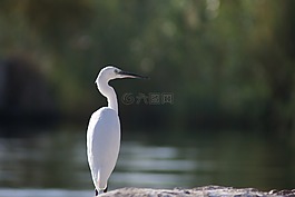 白鹭,鸟,白