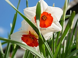 花,春天