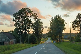 路,樹,景觀