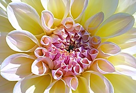 嬌琴紗,白,花