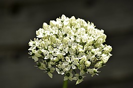 單花,特寫,白