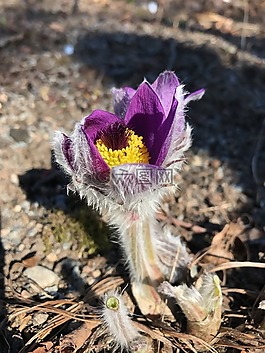 花卉,backsippa,春天
