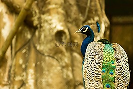 孔雀,動(dòng)物園,鳥