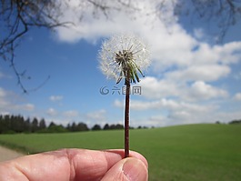 種子,蒲公英,天空