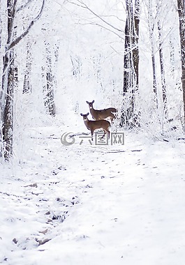 雪,冬天,冷