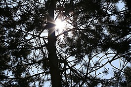 光,太陽,樹