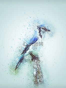 鳥(niǎo),藍(lán)鳥(niǎo),可愛(ài)