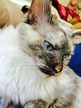 猫,蓝色,眼睛