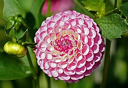 嬌琴紗,粉紅色,花