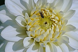 嬌琴紗,白,花