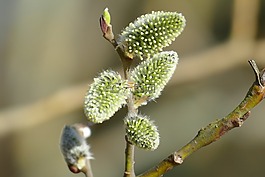 褪色柳,性質(zhì),早布盧默