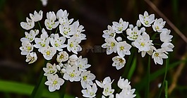 花,自然,植物區(qū)系
